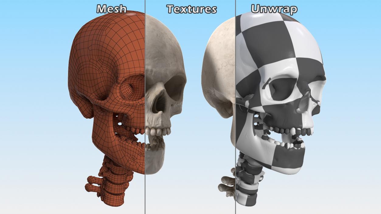 3D Human Skull