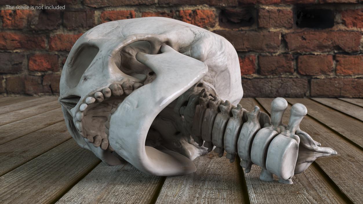 3D Human Skull