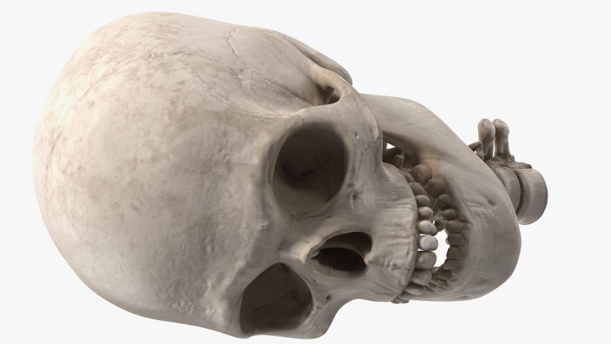 3D Human Skull