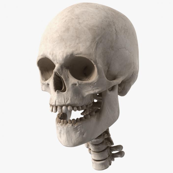 3D Human Skull