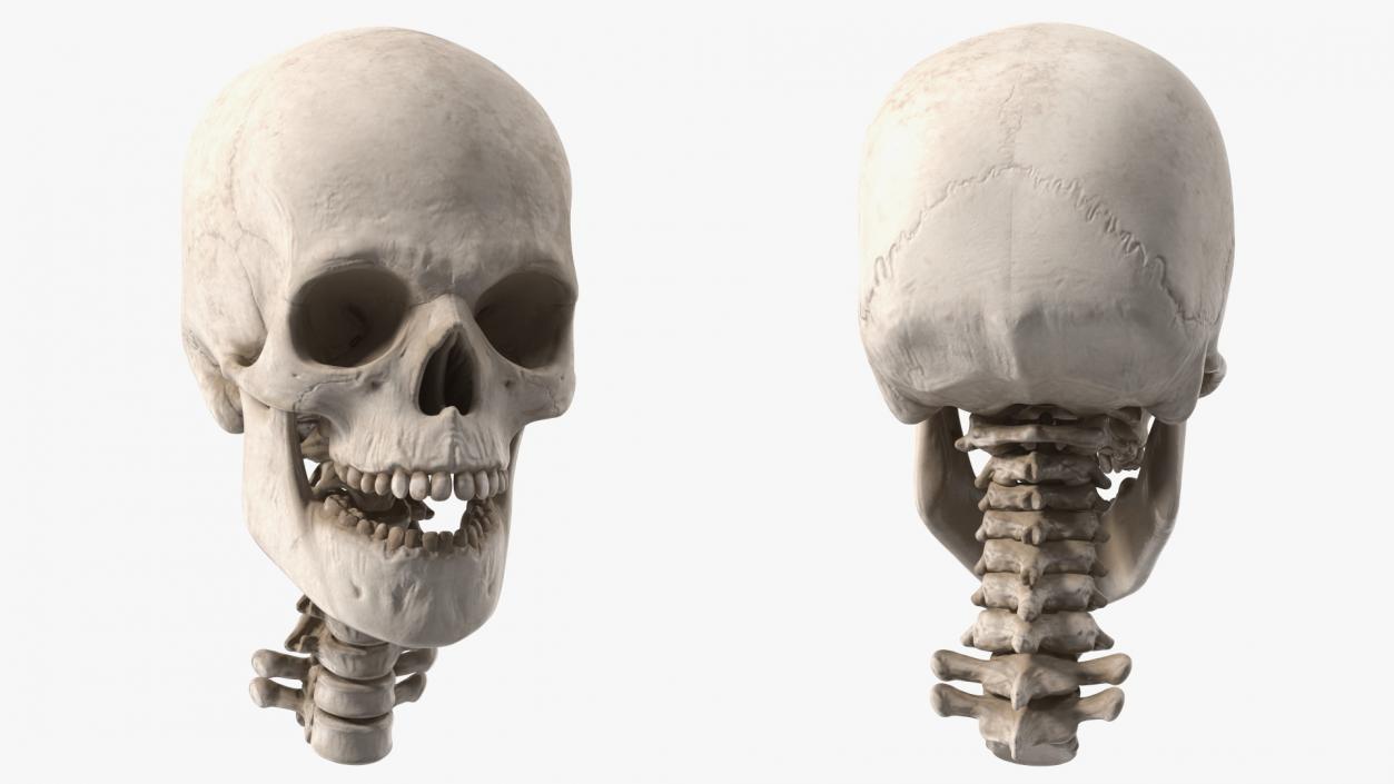 3D Human Skull