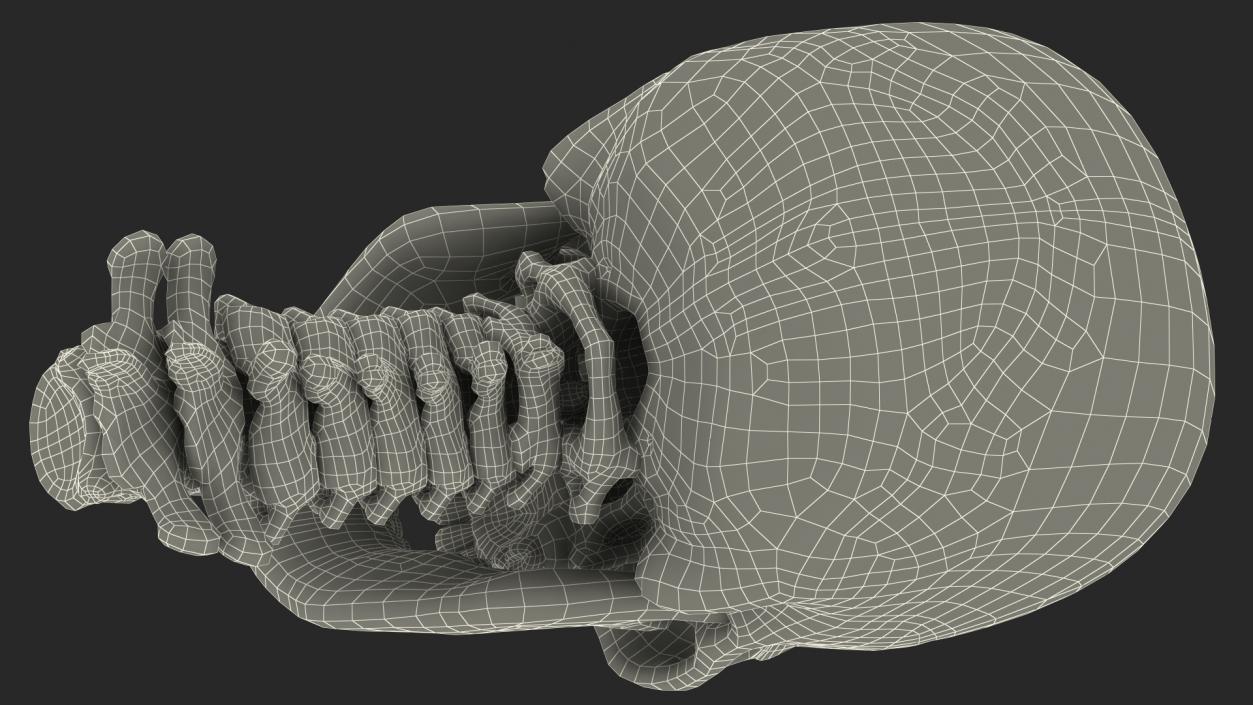 3D Human Skull