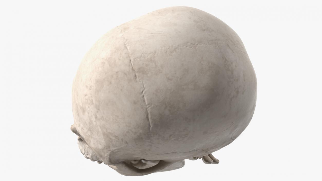 3D Human Skull