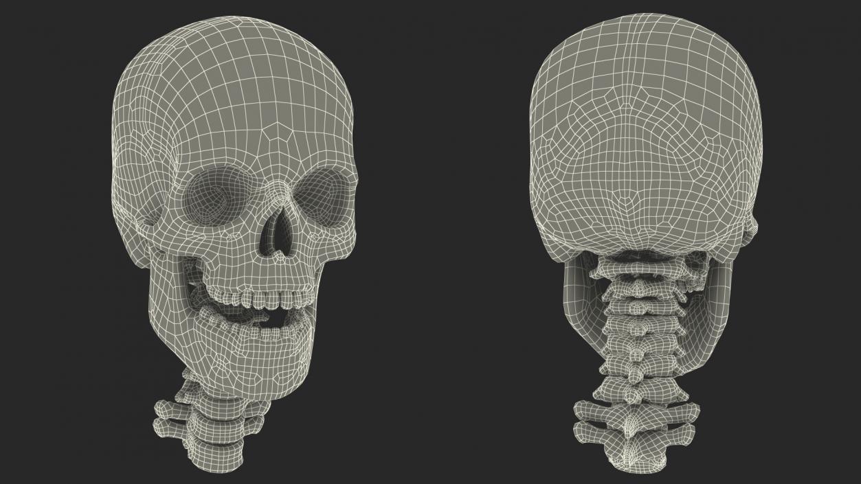 3D Human Skull