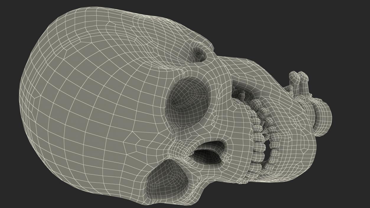 3D Human Skull