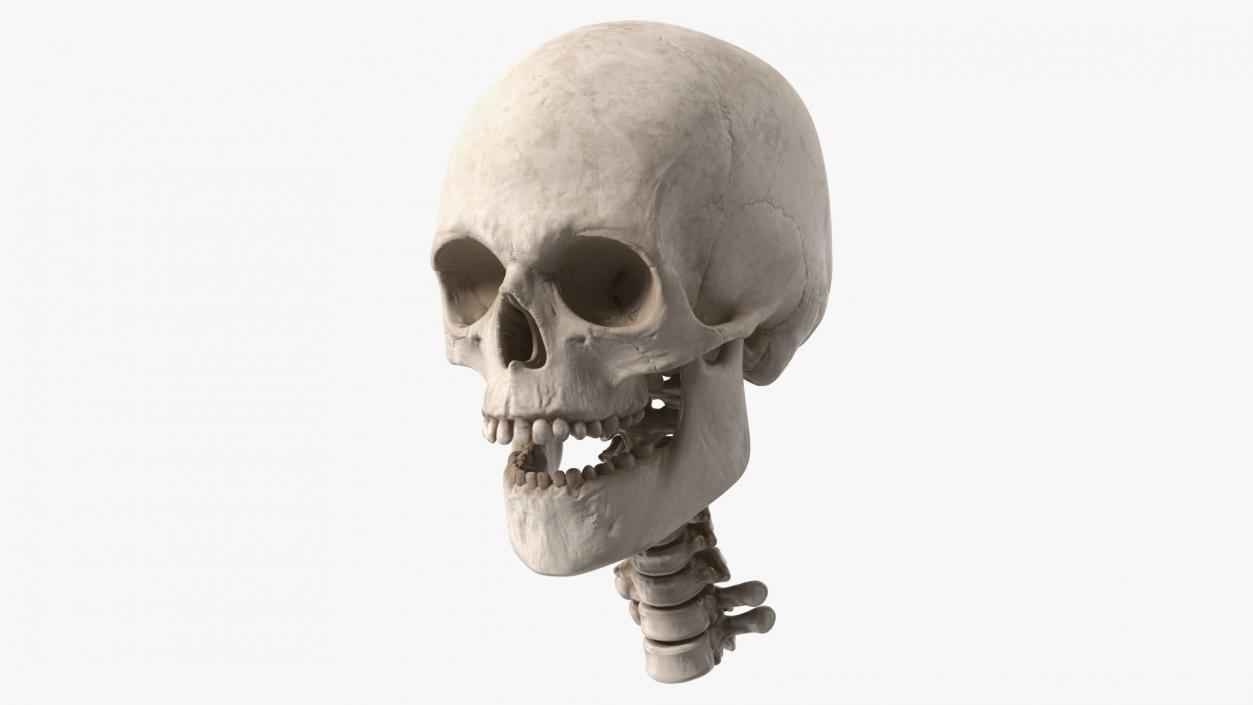 3D Human Skull