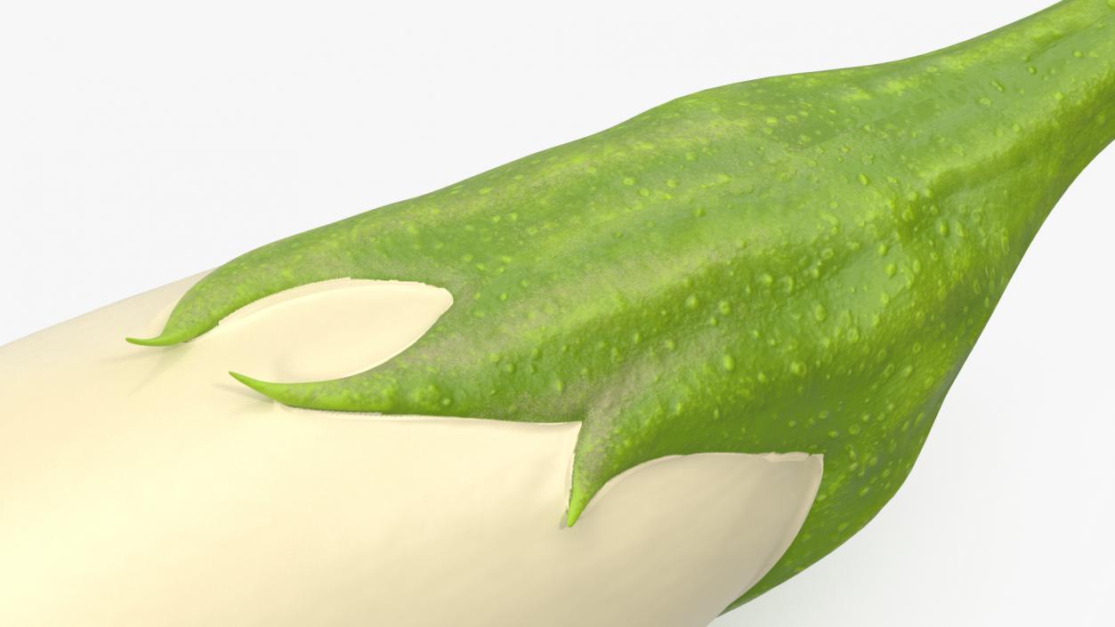 White Eggplant Aubergine 3D model