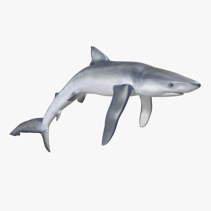 Prionace Glauca Shark Rigged for Maya 3D