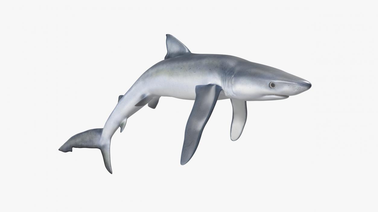 Prionace Glauca Shark Rigged for Maya 3D