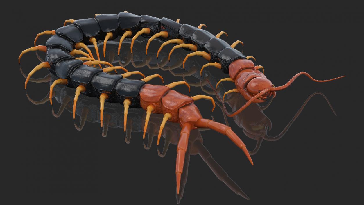 3D model Giant Desert Centipede Scolopendra Heros