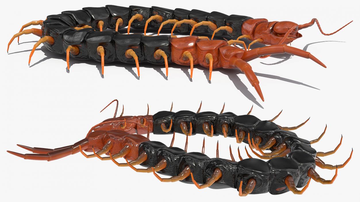 3D model Giant Desert Centipede Scolopendra Heros