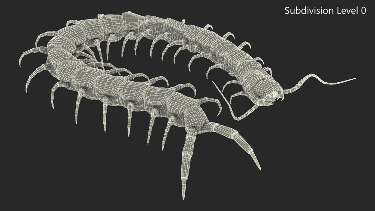 3D model Giant Desert Centipede Scolopendra Heros