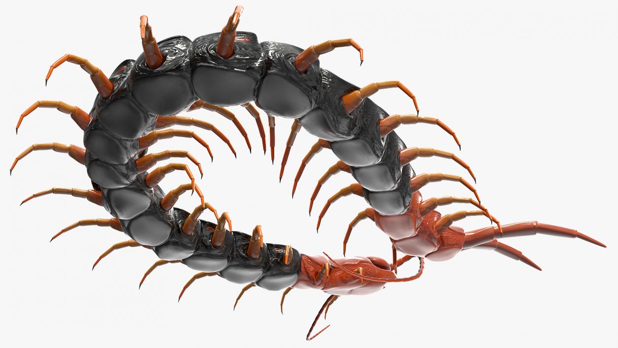 3D model Giant Desert Centipede Scolopendra Heros