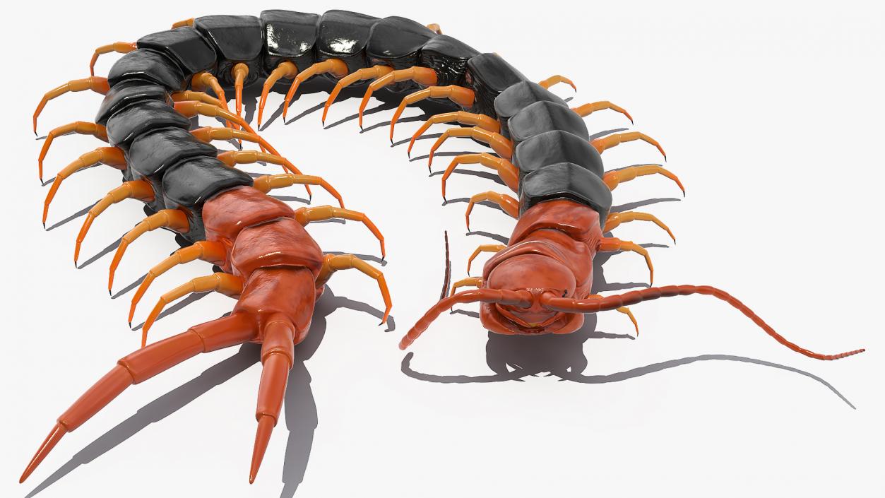 3D model Giant Desert Centipede Scolopendra Heros