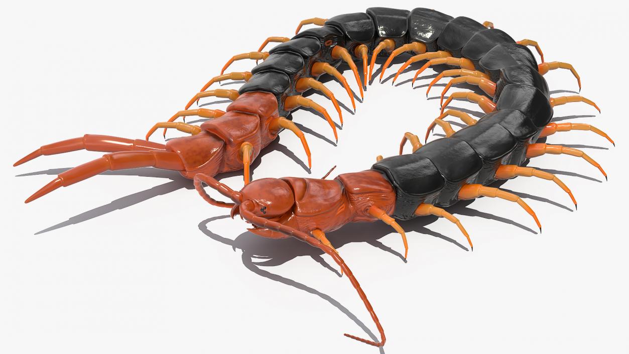 3D model Giant Desert Centipede Scolopendra Heros