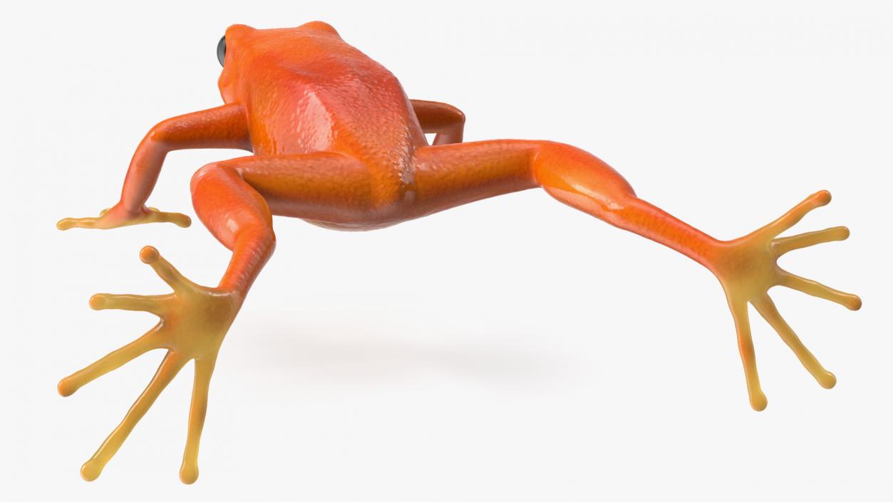 3D Realistic Golden Frog