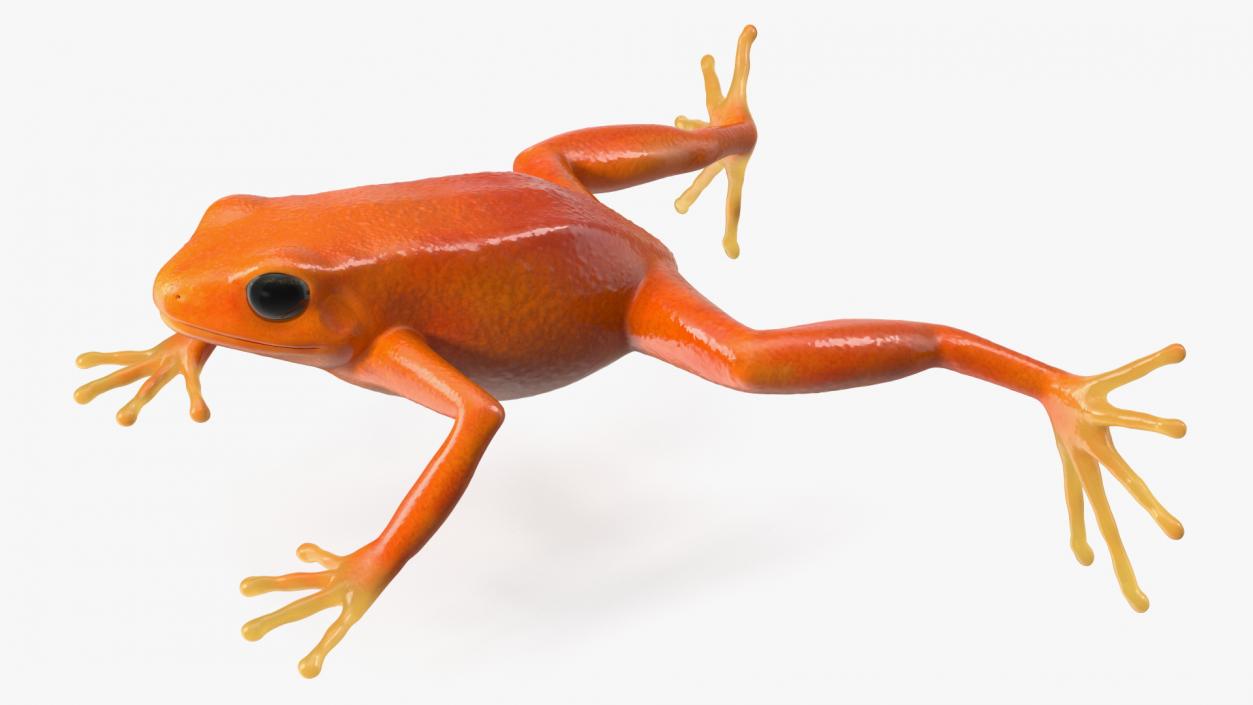 3D Realistic Golden Frog