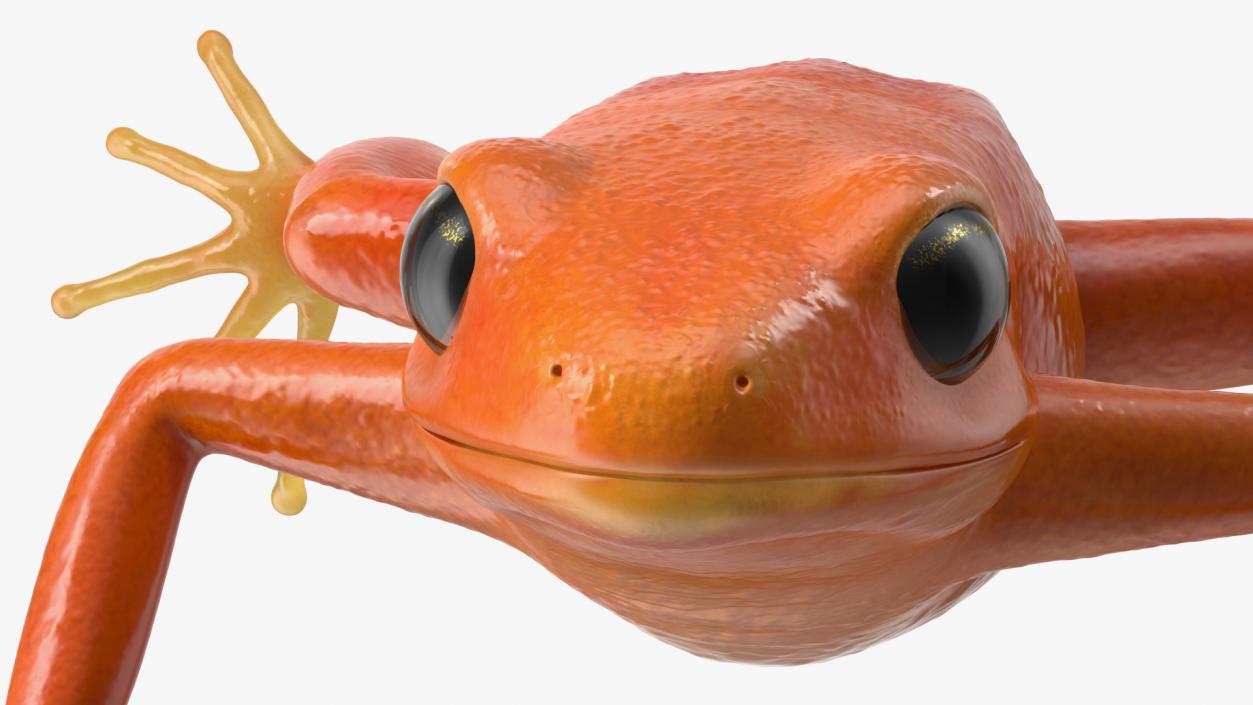 3D Realistic Golden Frog