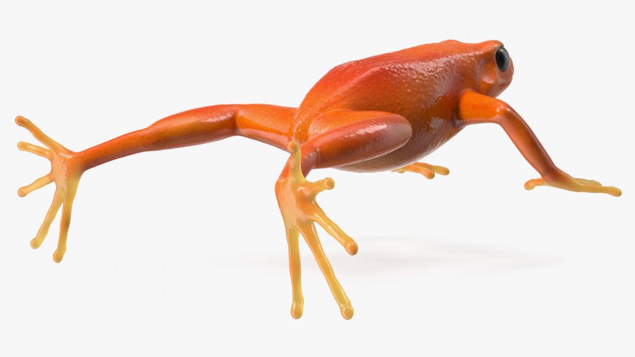 3D Realistic Golden Frog