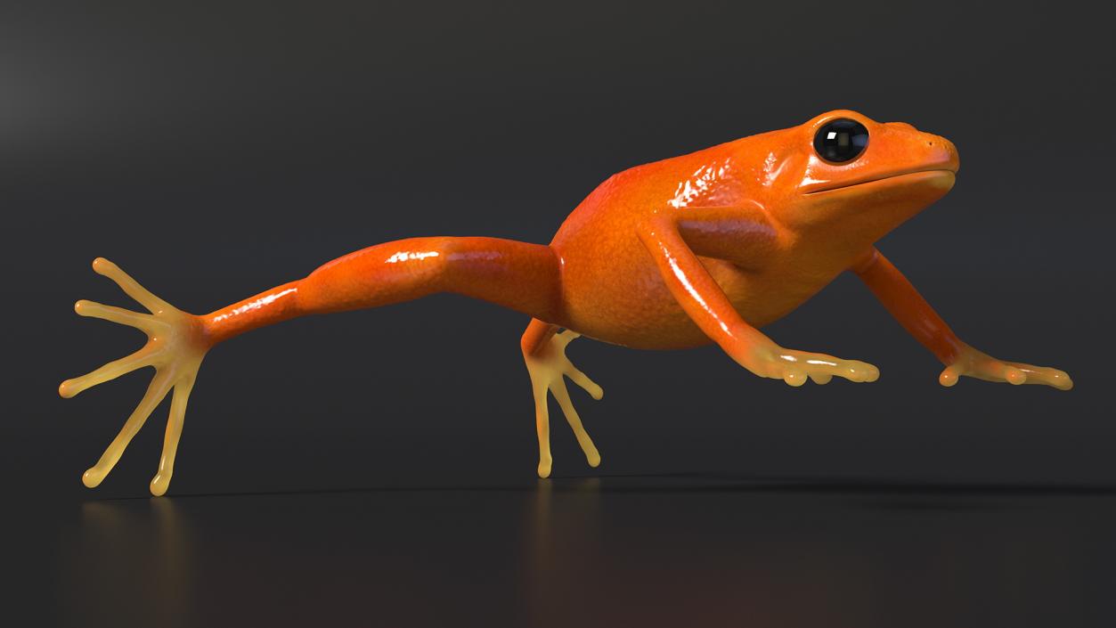 3D Realistic Golden Frog