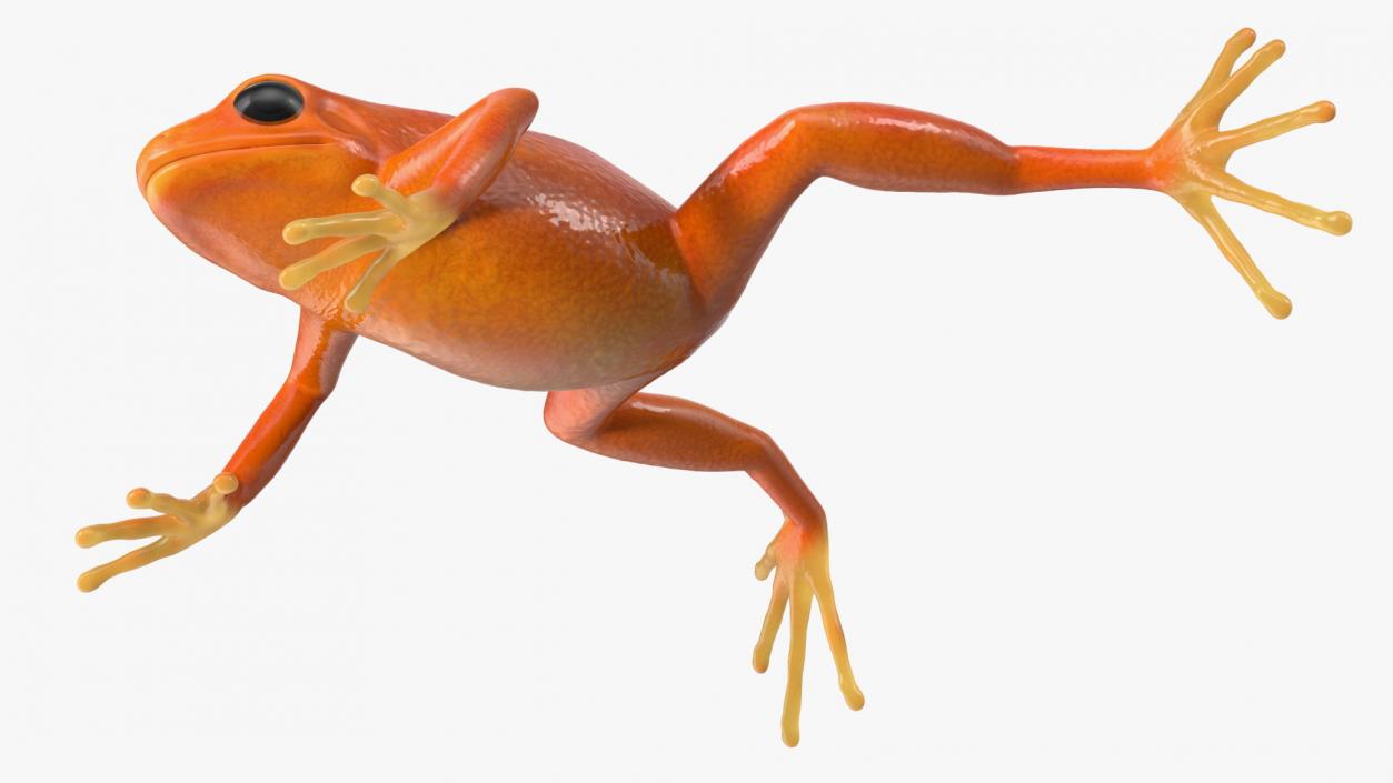 3D Realistic Golden Frog