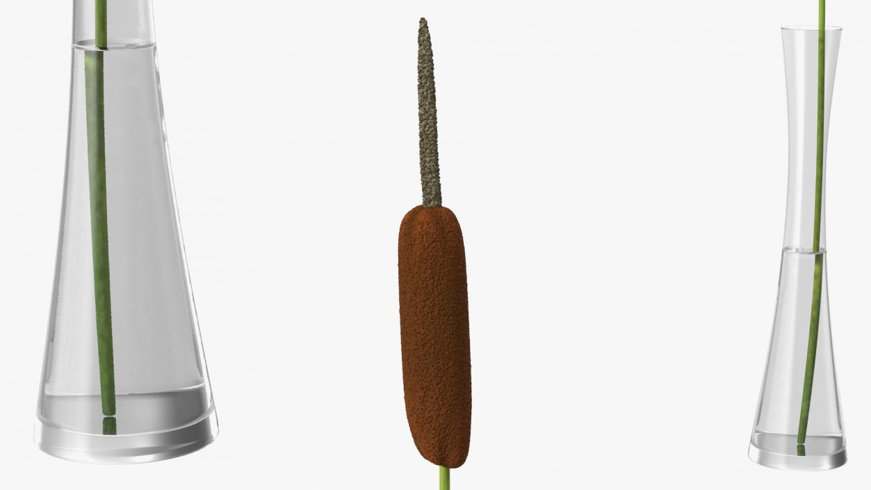 Typha Latifolia in Glass Vase 3D model