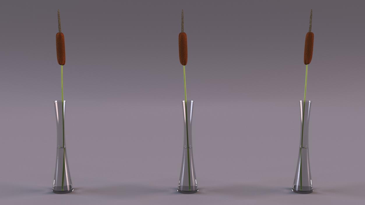 Typha Latifolia in Glass Vase 3D model