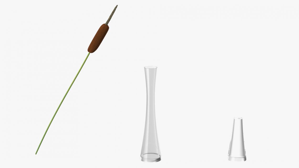 Typha Latifolia in Glass Vase 3D model