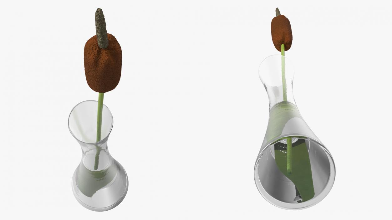 Typha Latifolia in Glass Vase 3D model