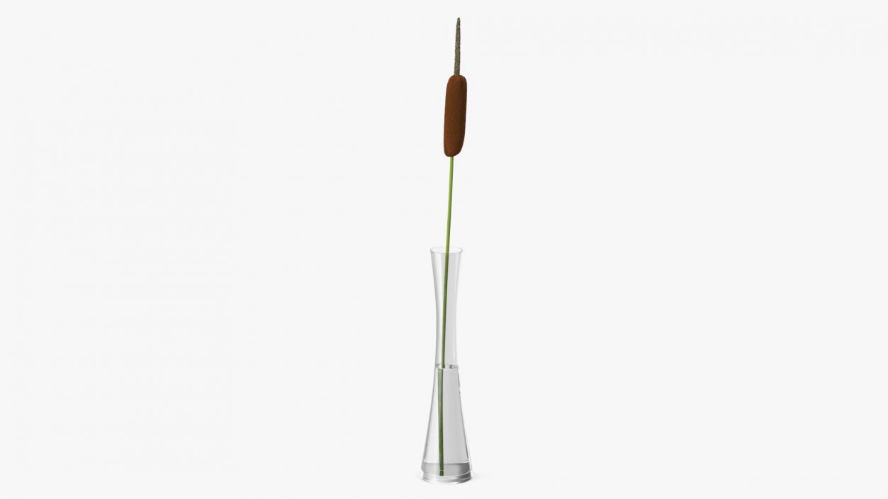 Typha Latifolia in Glass Vase 3D model