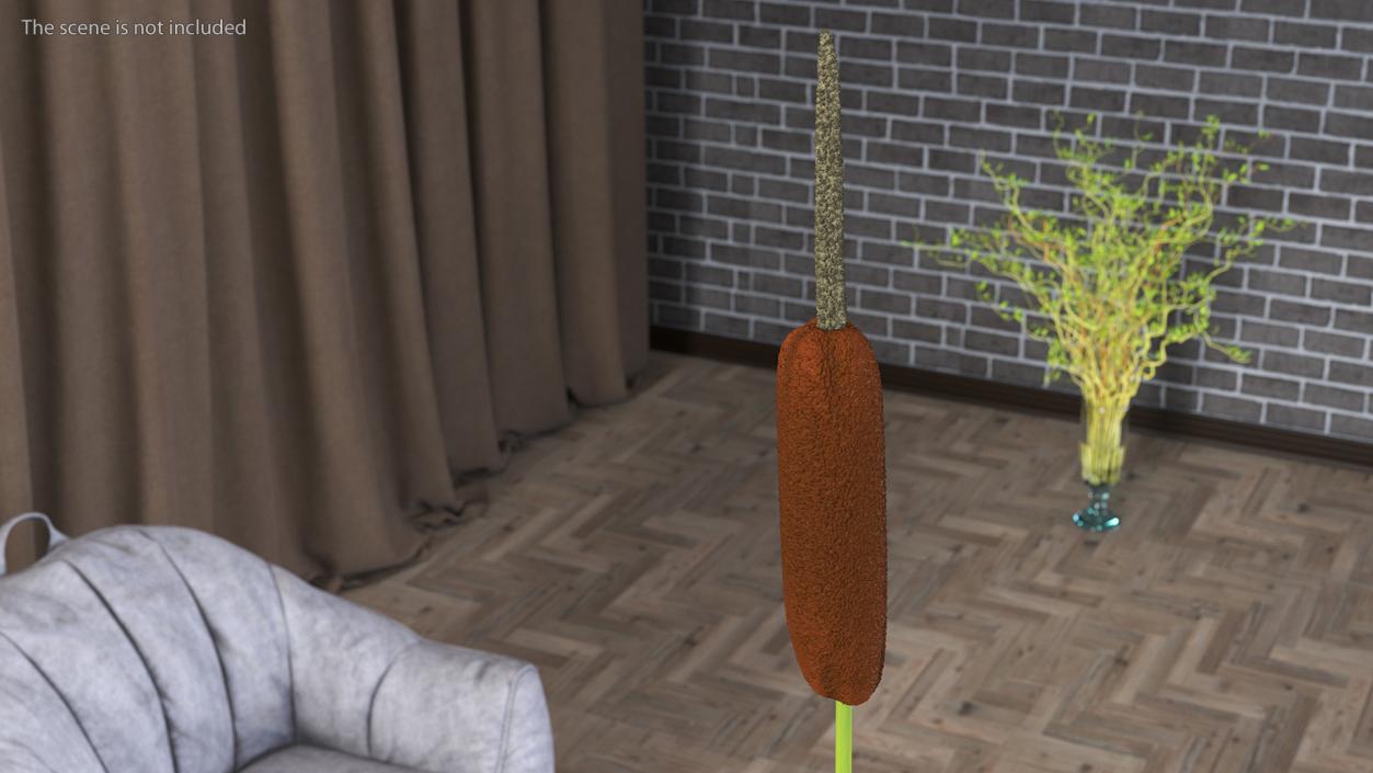 Typha Latifolia in Glass Vase 3D model