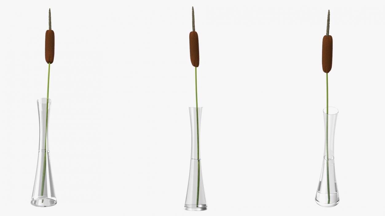 Typha Latifolia in Glass Vase 3D model