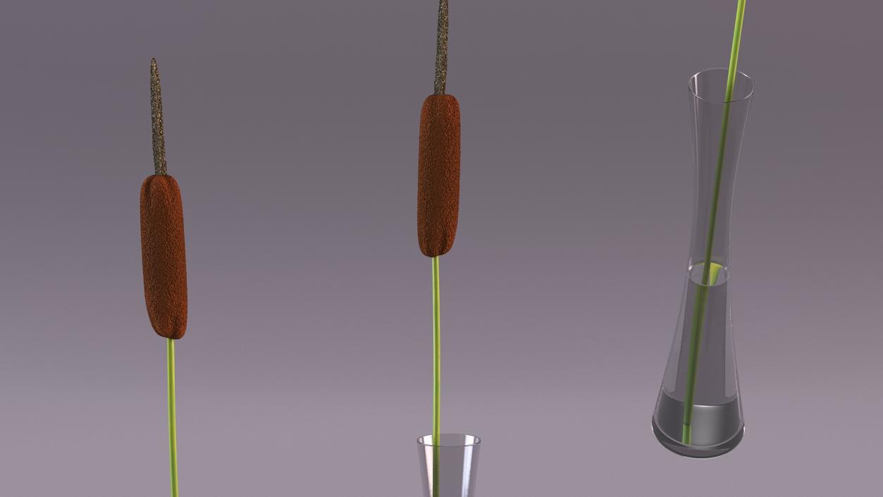 Typha Latifolia in Glass Vase 3D model