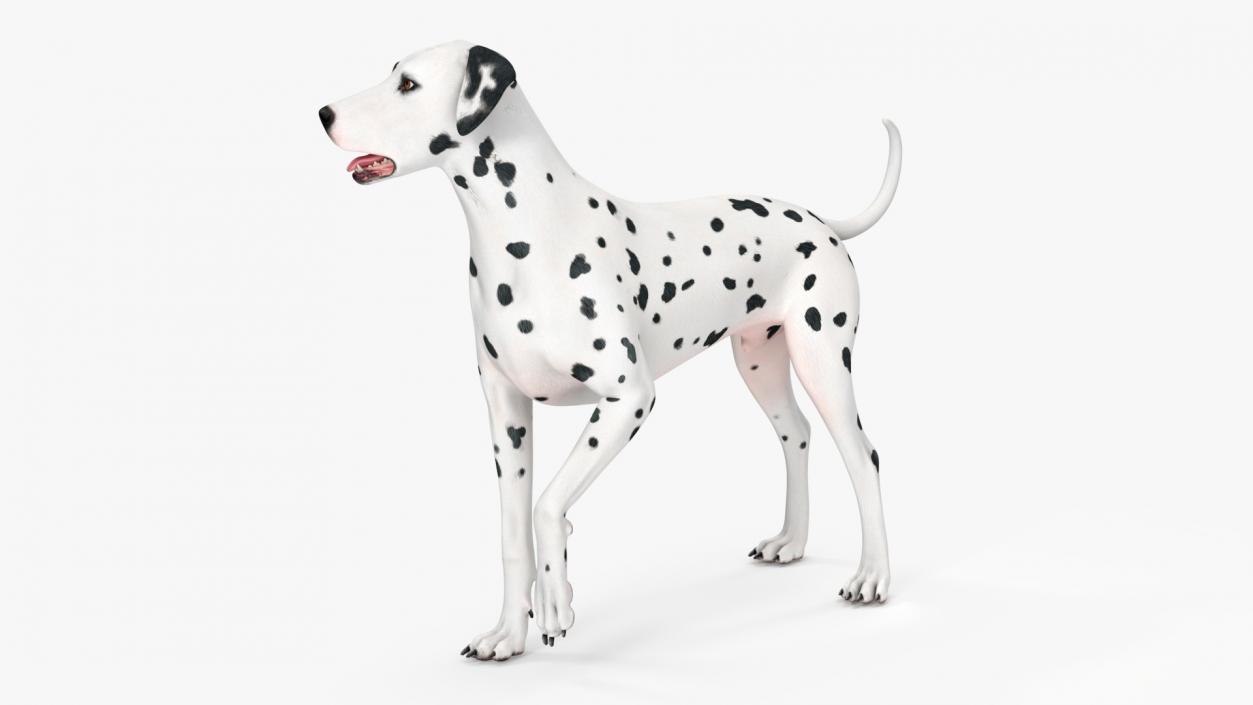 3D Dalmatian Dog Rigged for Cinema 4D 2