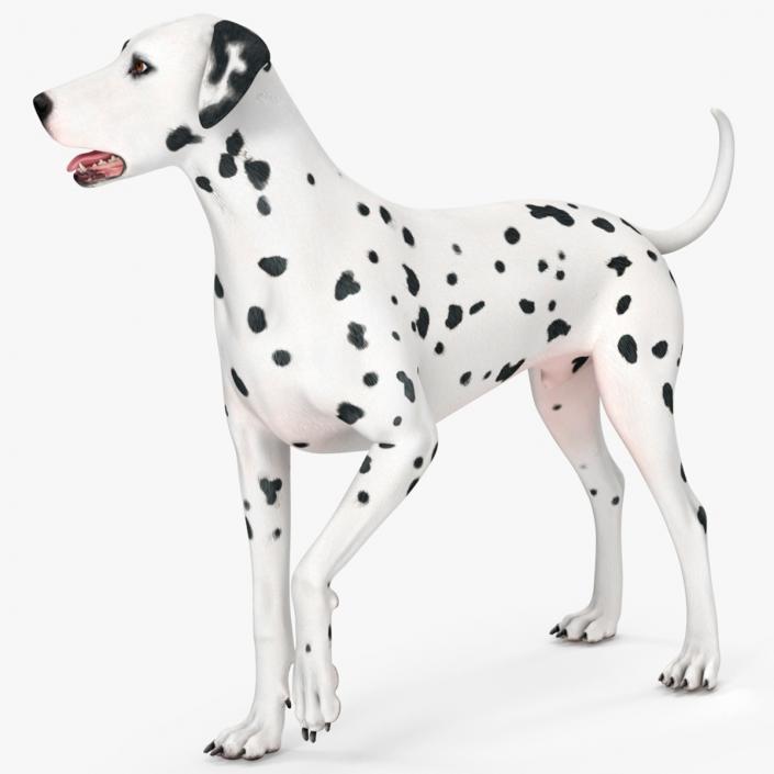 3D Dalmatian Dog Rigged for Cinema 4D 2