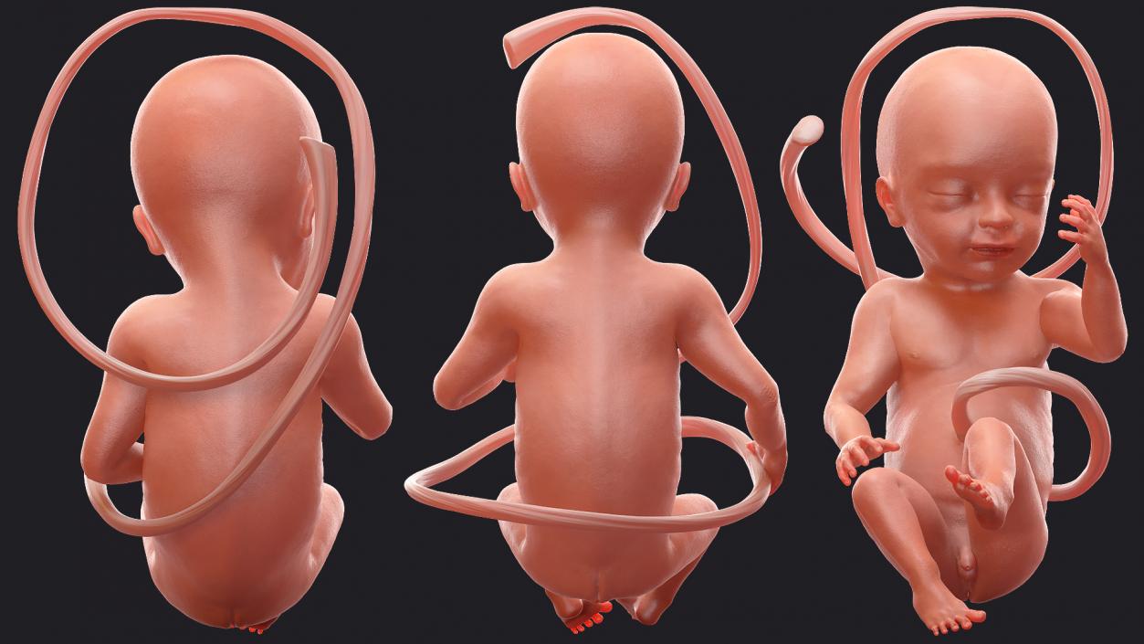 3D Second Trimester Human Embryos Rigged Collection model