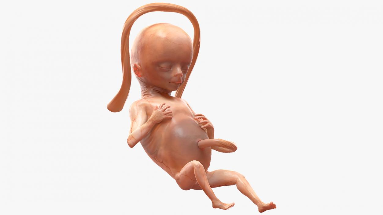 3D Second Trimester Human Embryos Rigged Collection model