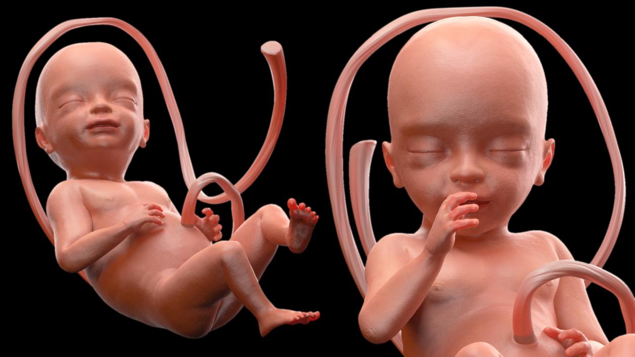 3D Second Trimester Human Embryos Rigged Collection model