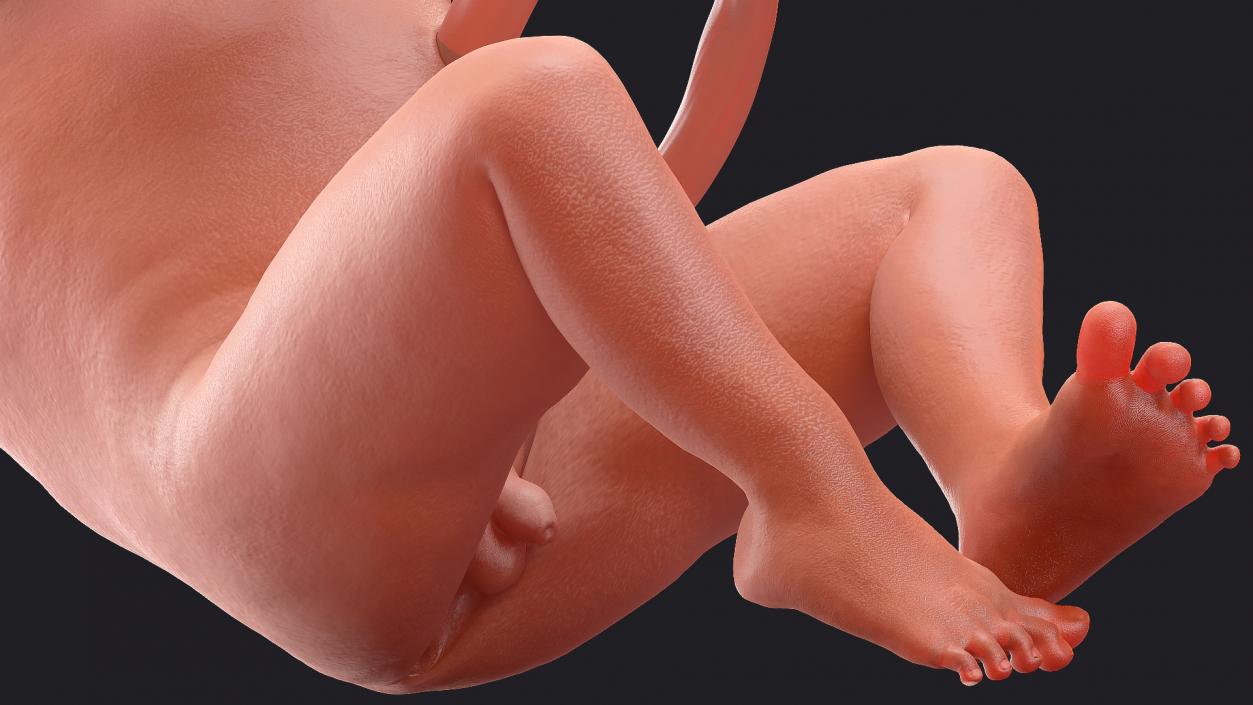 3D Second Trimester Human Embryos Rigged Collection model