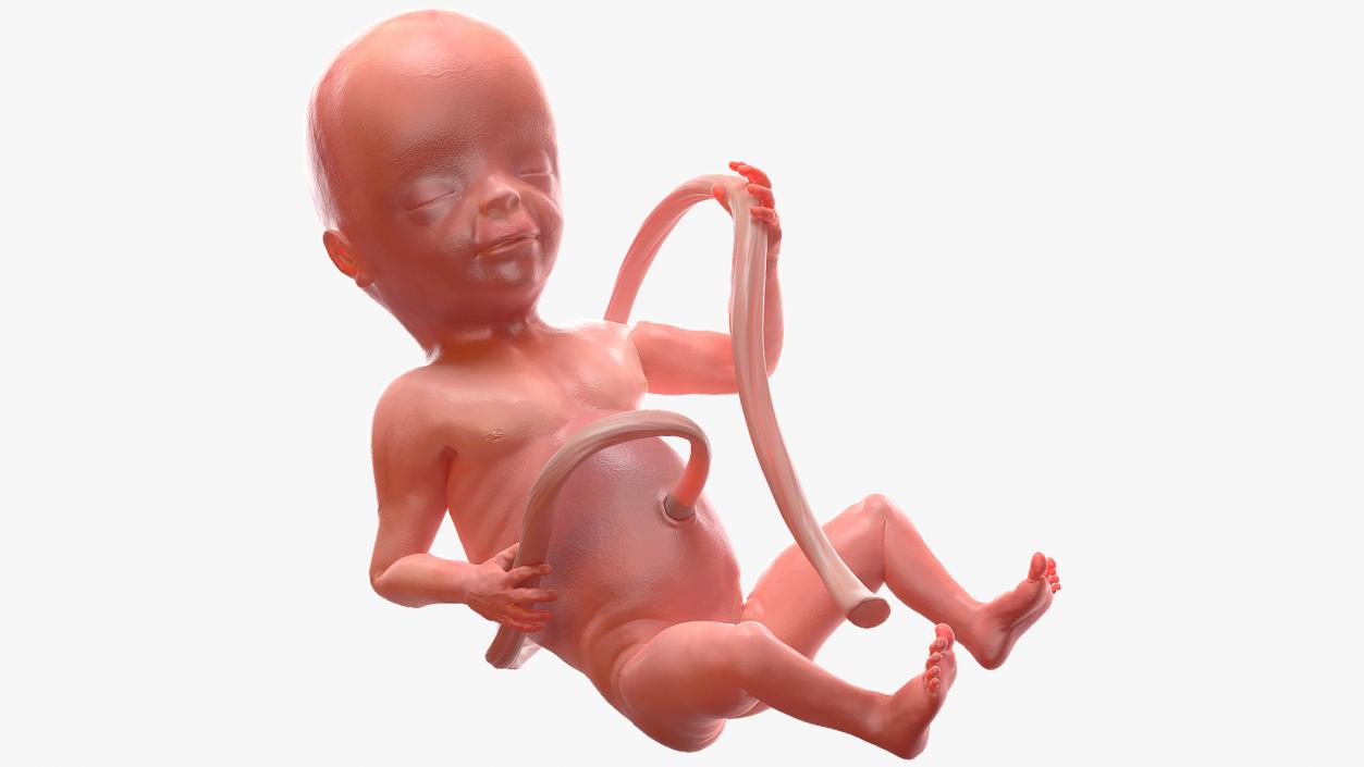 3D Second Trimester Human Embryos Rigged Collection model