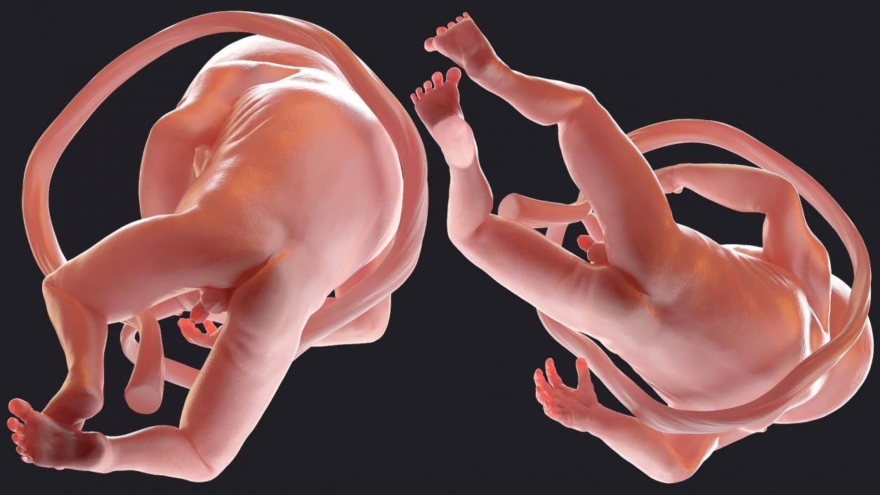 3D Second Trimester Human Embryos Rigged Collection model