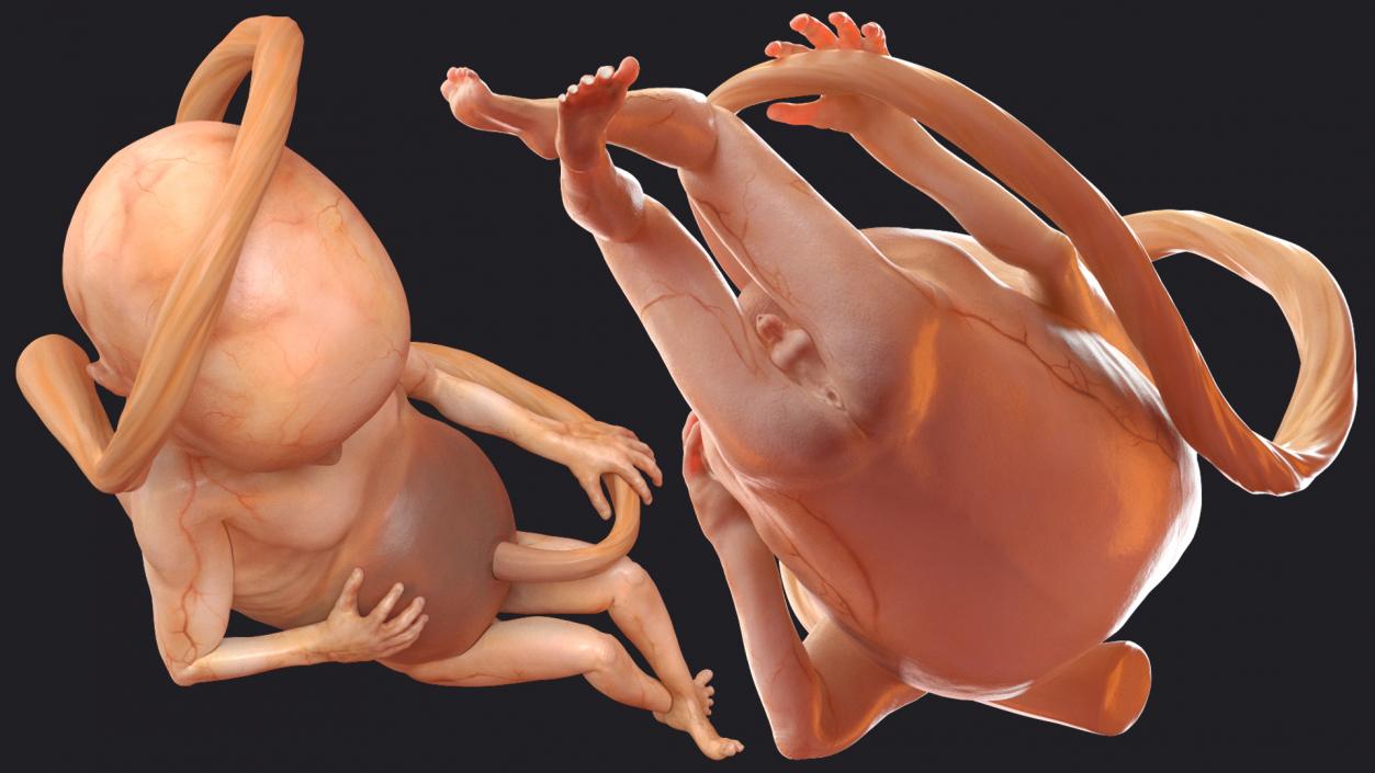 3D Second Trimester Human Embryos Rigged Collection model