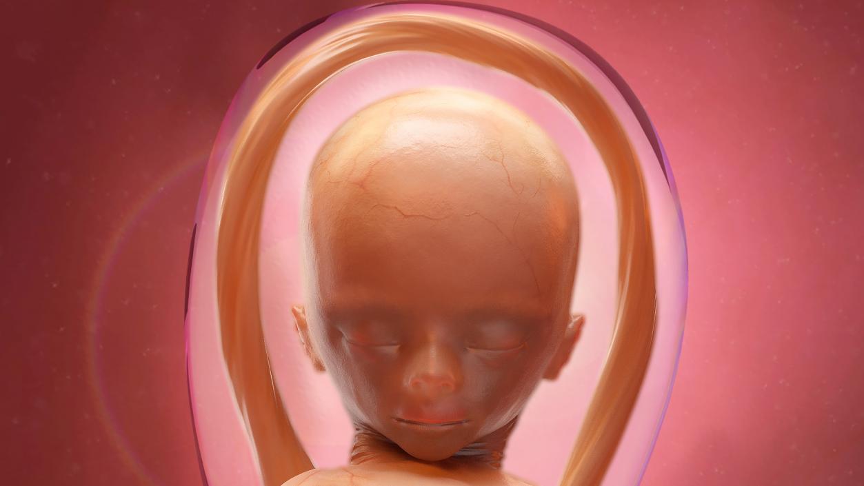 3D Second Trimester Human Embryos Rigged Collection model