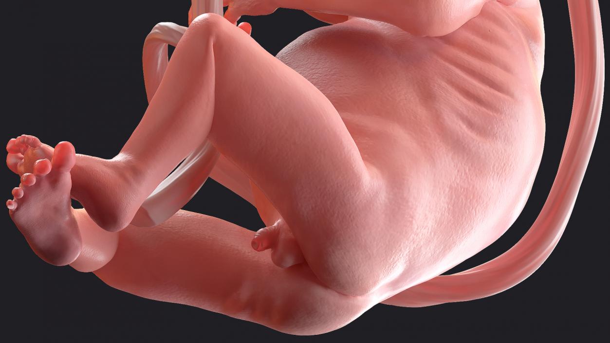 3D Second Trimester Human Embryos Rigged Collection model