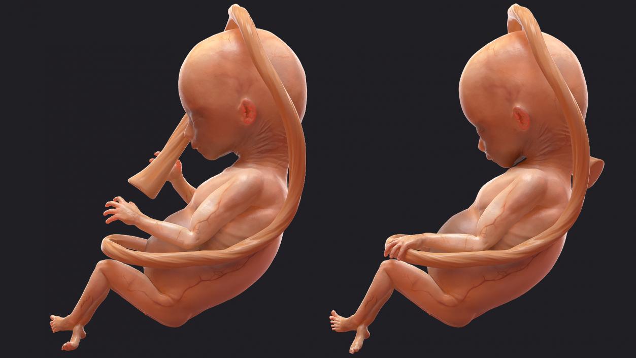 3D Second Trimester Human Embryos Rigged Collection model