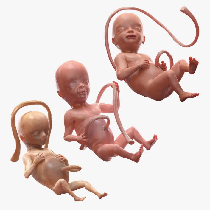 3D Second Trimester Human Embryos Rigged Collection model