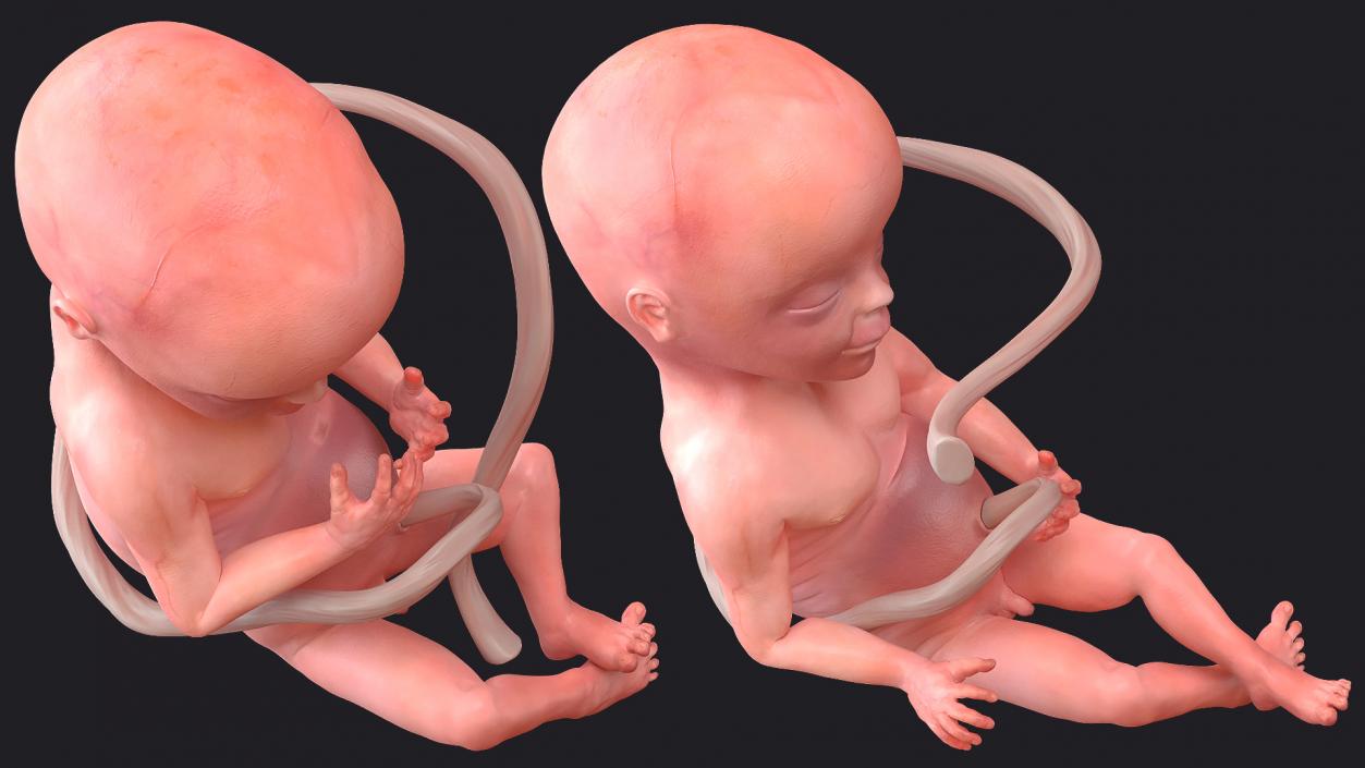 3D Second Trimester Human Embryos Rigged Collection model