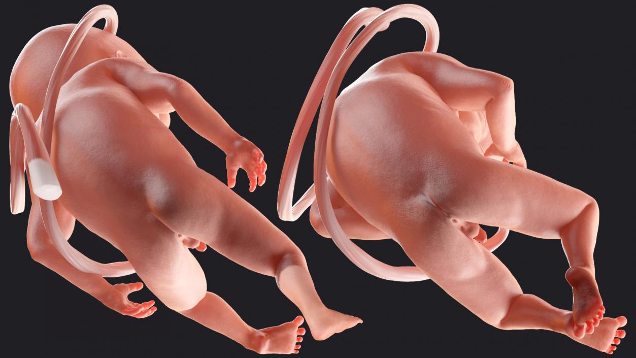 3D Second Trimester Human Embryos Rigged Collection model