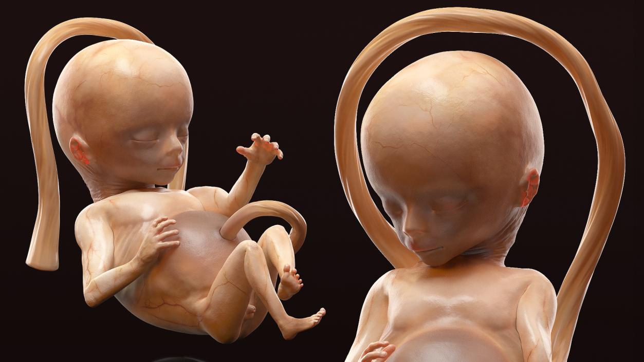 3D Second Trimester Human Embryos Rigged Collection model