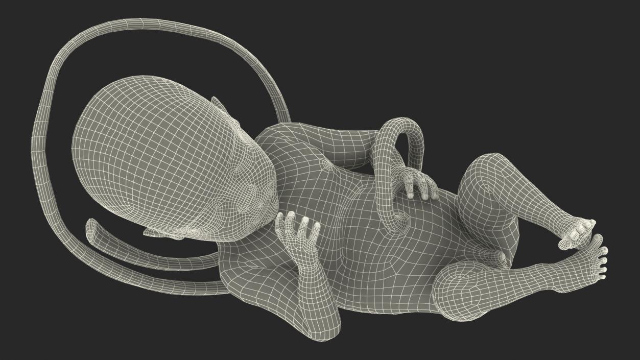 3D Second Trimester Human Embryos Rigged Collection model